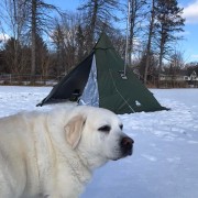 Have a winter camping with the dog